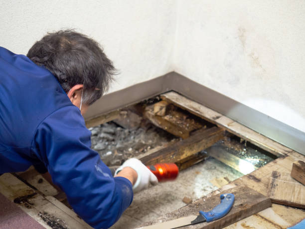 Best Emergency Mold Removal  in West Concord, MA