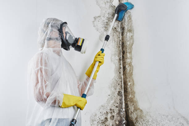Attic Mold Removal in West Concord, MA