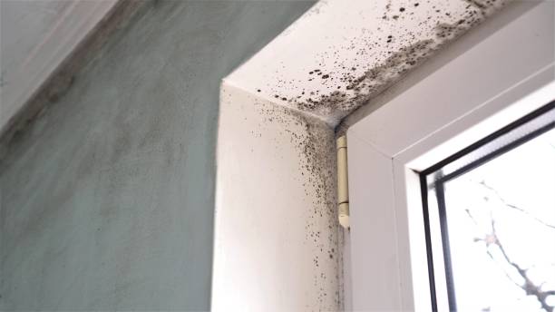 Best Mold Remediation  in West Concord, MA