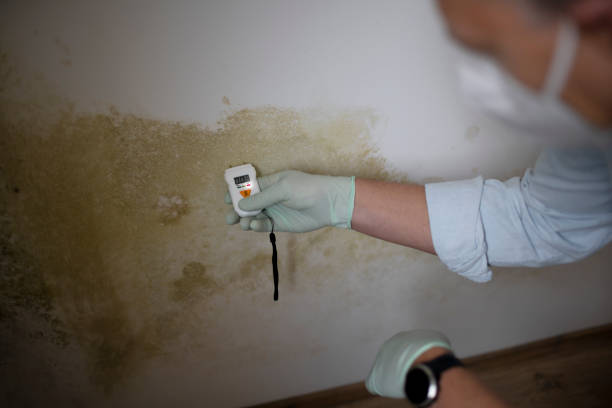 Best Mold Cleaning Services  in West Concord, MA