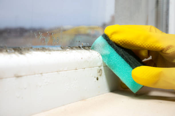  West Concord, MA Mold Removal Pros