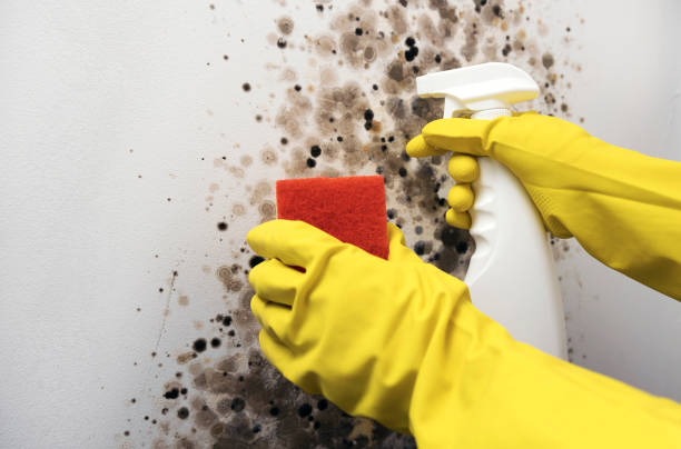Best Local Mold Removal Service  in West Concord, MA