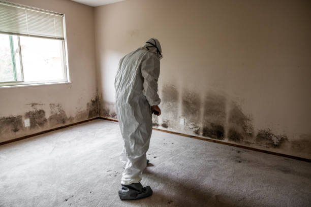 Best Mold Removal Near Me  in West Concord, MA